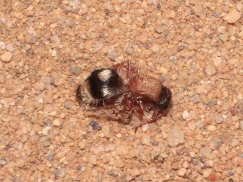 Réf. 281 717 : Smicromyrmini inconnu